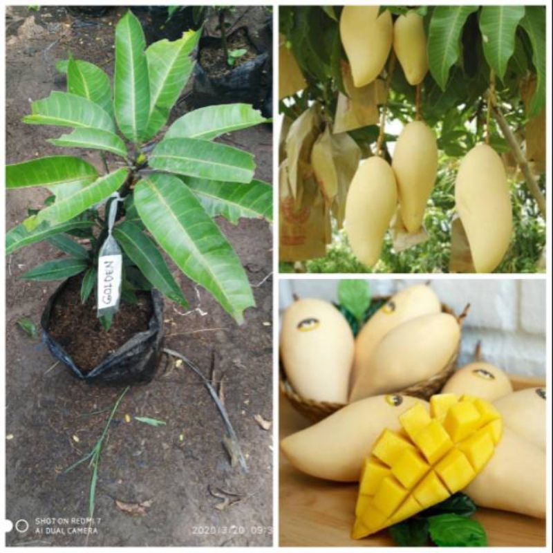 bibit mangga namdokmai gold unggul