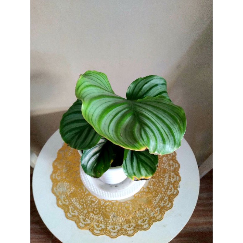 Calathea Orbifolia