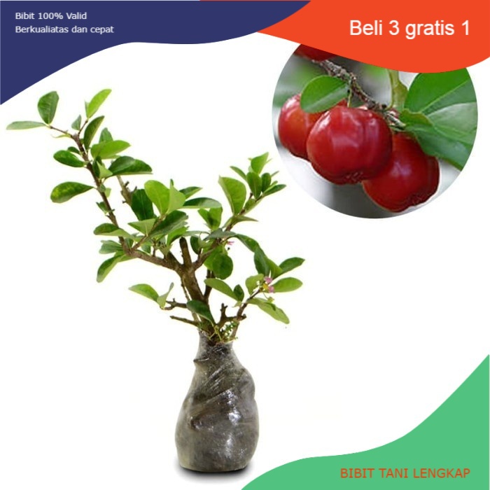 Bibit Tanaman Buah Cherry Barbados-Barbados Ceri