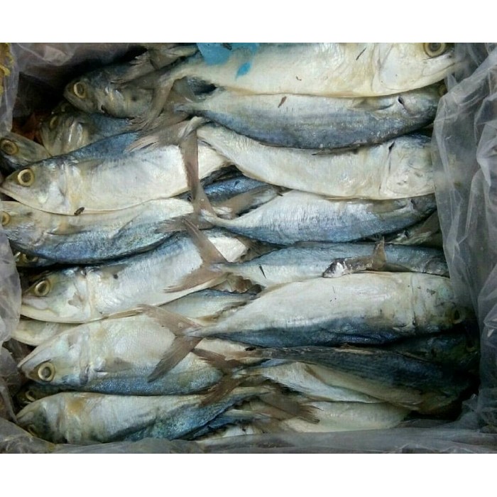 

IKAN PEDA PUTIH 1 KG