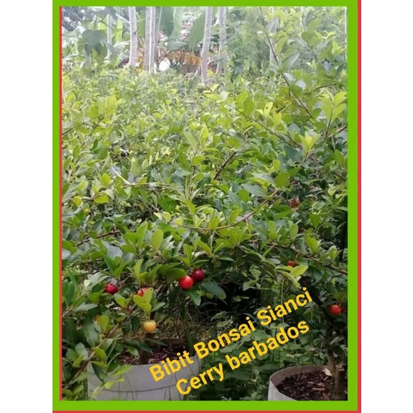 bibit bonsai sianci cerry