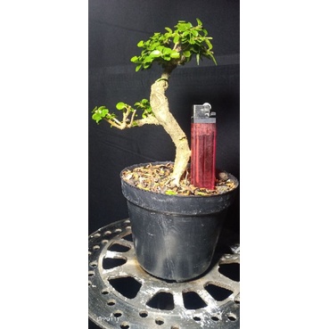 BONSAI SANCANG MAME