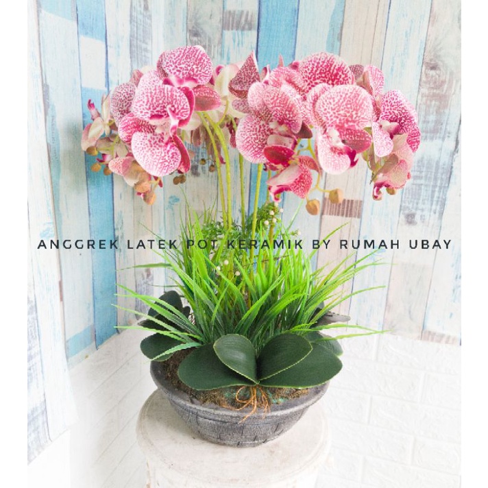 [POT KERAMIK] ANGGREK LATEX 8 TANGKAI POT KERAMIK