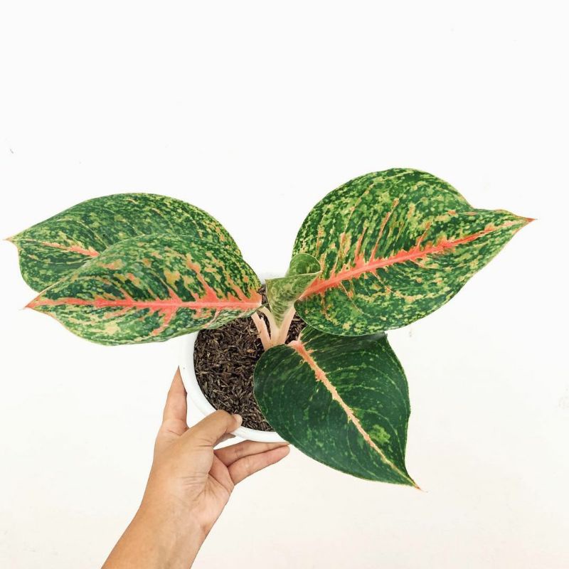 Aglaonema Big papa