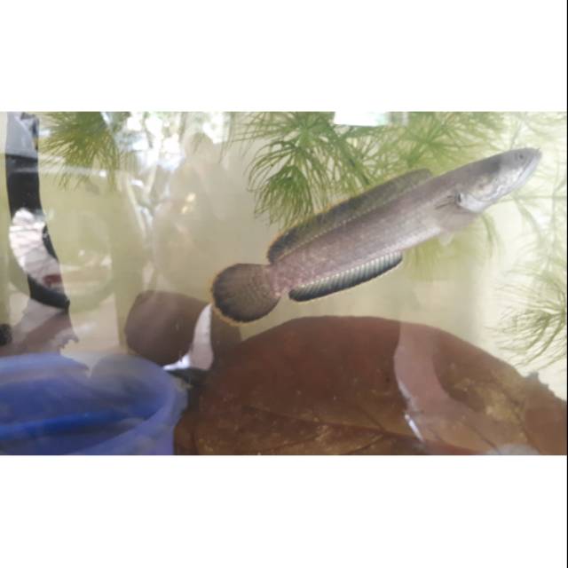 

Channa gachua/limbata