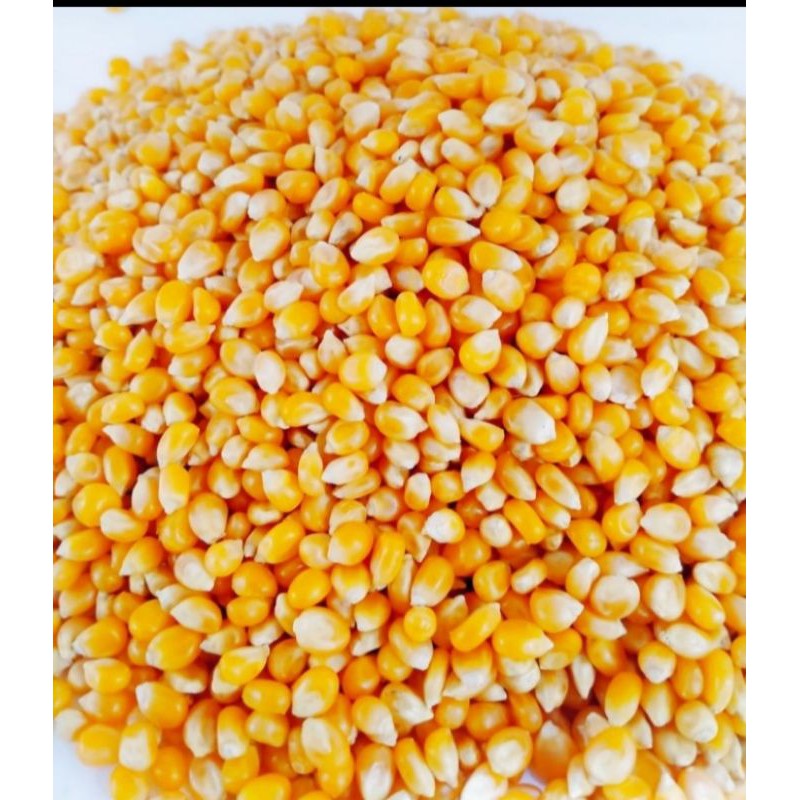 

Biji Jagung Popcorn Mennel Bigball Mushroom USA 200 Gr