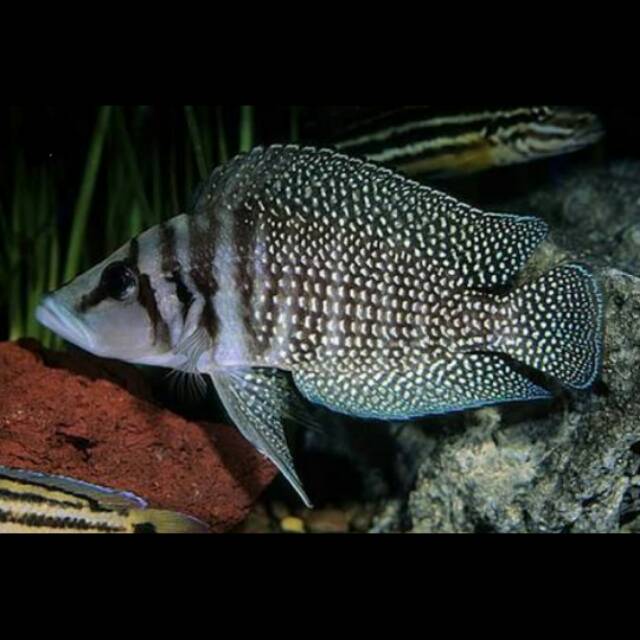 Black Calvus Cichlid Altolamprologus Lake Tanganyika