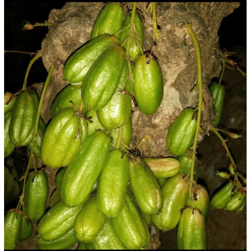 

BELIMBING WULUH SEGAR / 500gram