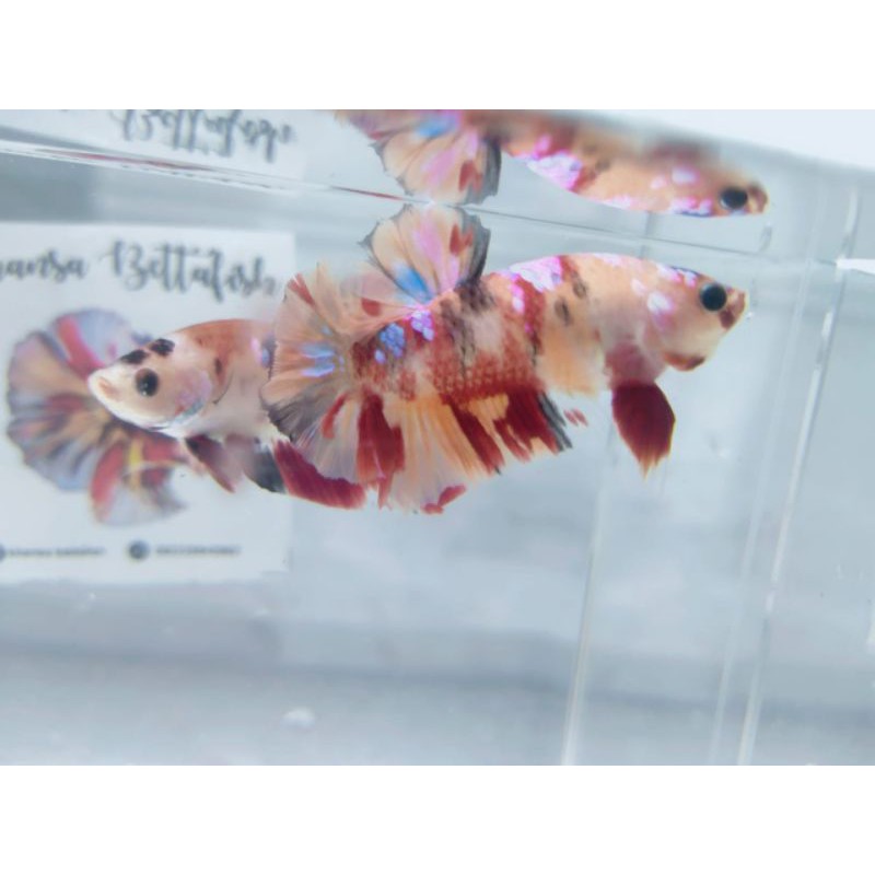 cupang plakat nemo multy