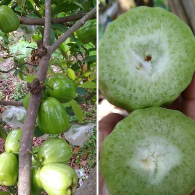 Bibit jambu air super green