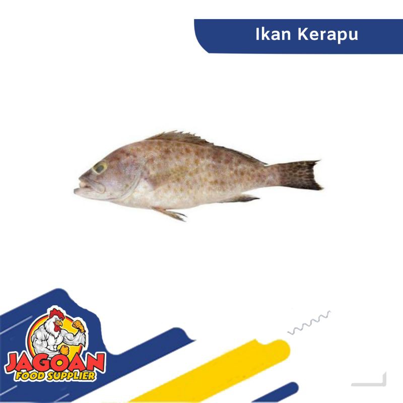 

Ikan Kerapu Per Kg / Ikan Segar