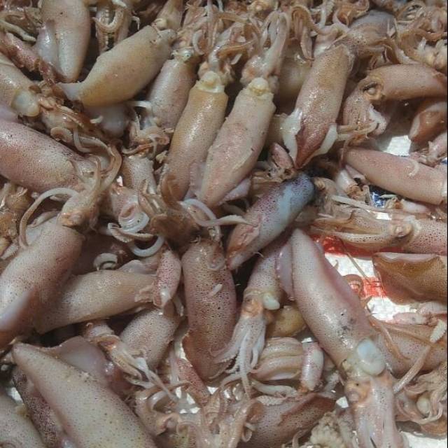 

Cumi Telor