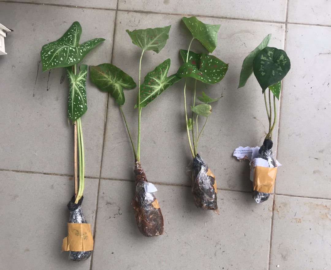 Paket Tanaman Hias Keladi - Army - Tricolour - Galaxy - Tanaman Caladium - Keladi Hias