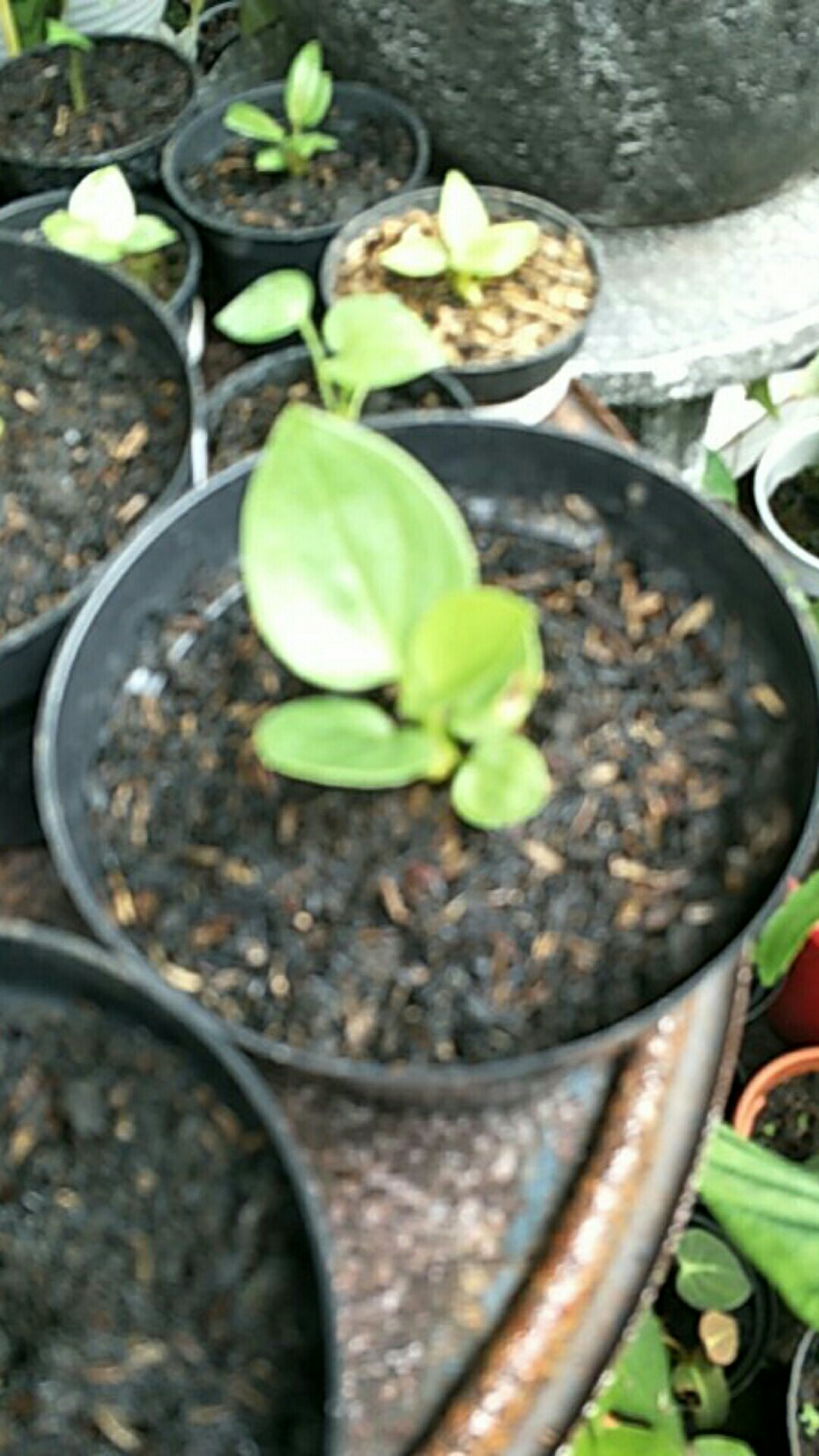 Bibit Anturium Jemani Mangkok Tornado