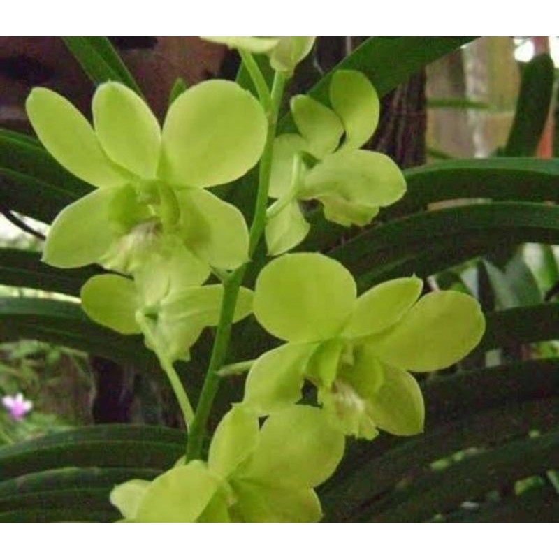 dendrobium arindang green pradewasa