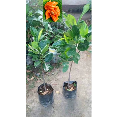 Bibit Nangka Madu(Cepat Berbuah)