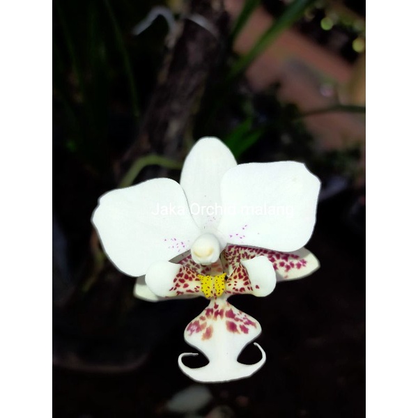 tanaman phalaenopsis Stuartiana