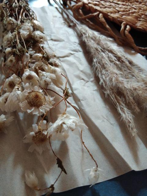 Acroclinium Rodanthe Manglesii Bunga Kering Asli 1 Ikat Import Dried Flower Preserved Flower