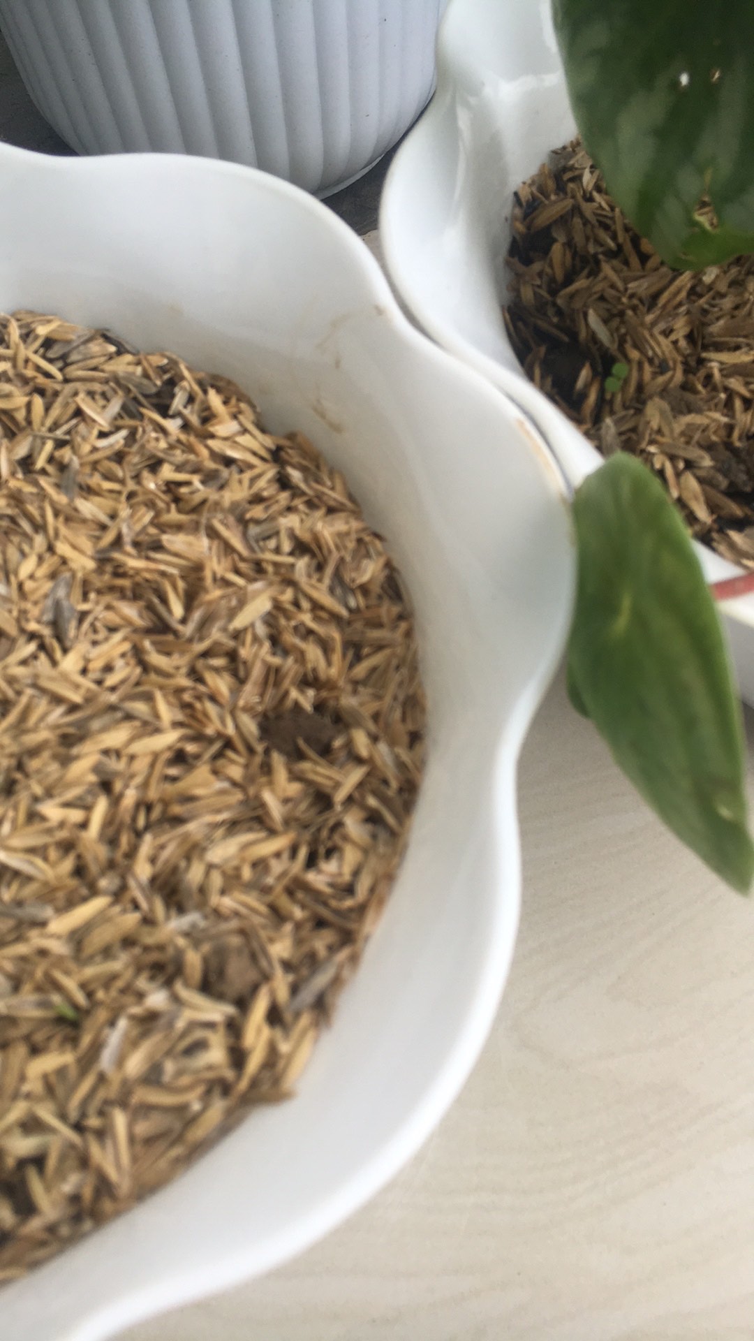 Pot Bunga Kaki Plastik 20 Cm