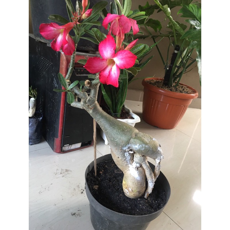 Adenium Obesum bunga single (bukan Grafting)