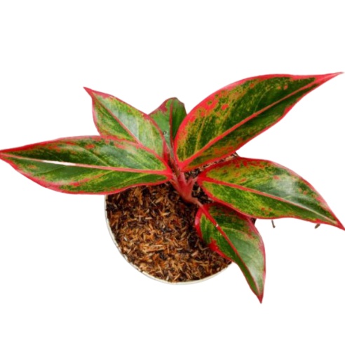 Aglonema lisptik Rimbun / Aglo Lipstik