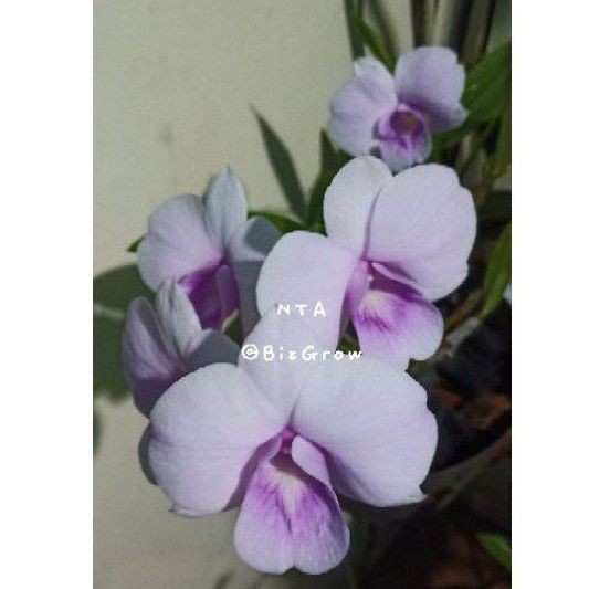 Anggrek Dendrobium Dewasa NTA