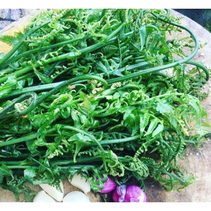 

pakis sayur per 500gr