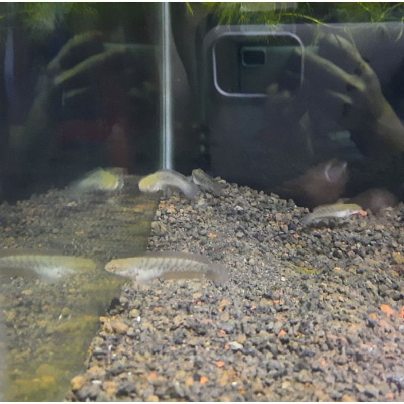 Ikan Channa Stewarti karbi anglong 5-6cm