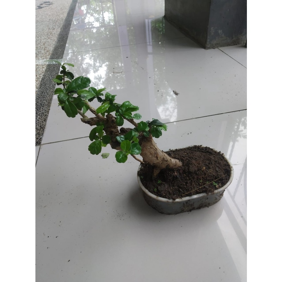 BAHAN BONSAI HOKIANTEA LOKAL/GAMBIRAN/SIDO GURIH MAME