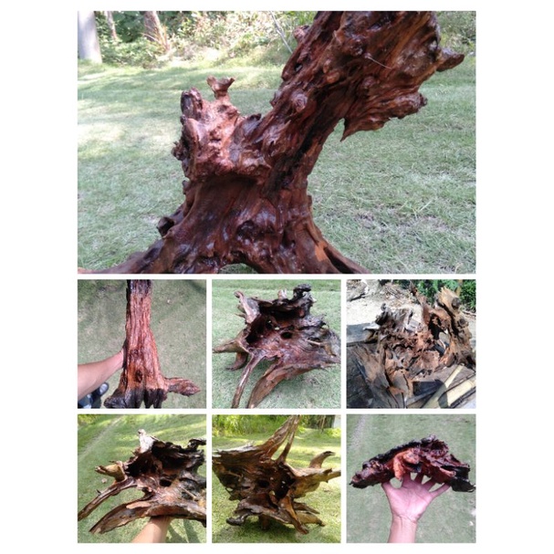 Kayu Rentek ,Rasamala / Kayu aquarium / aquascape.