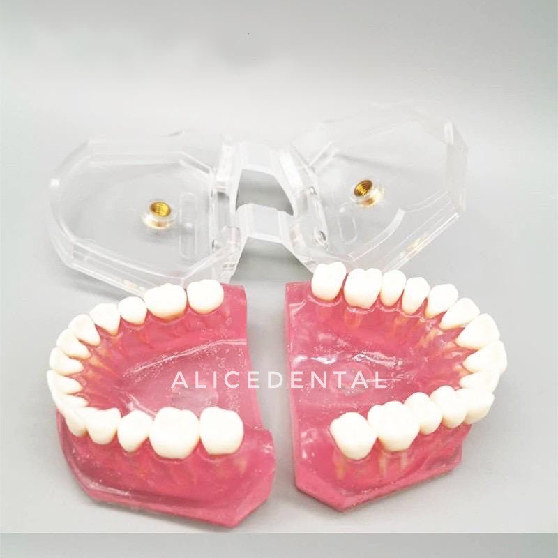 Dental study model typodont gigi bisa dilepas phantom studi edukasi gusi karet soft rubber gingiva