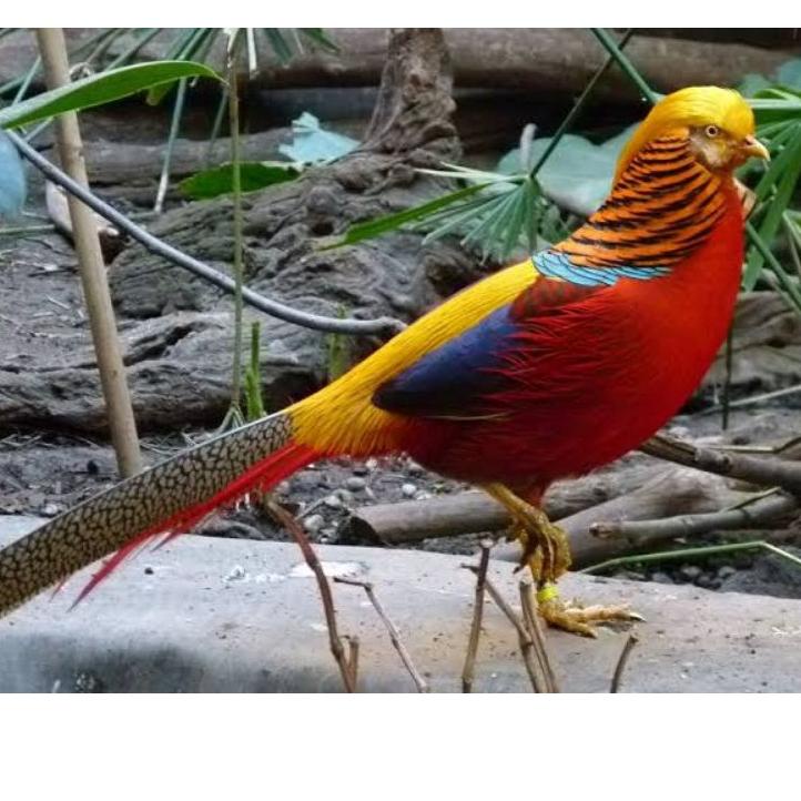 Keluaran Terbaru.. TELUR AYAM GOLDEN PHEASANT / AYAM HIAS SIAP DITETASKAN