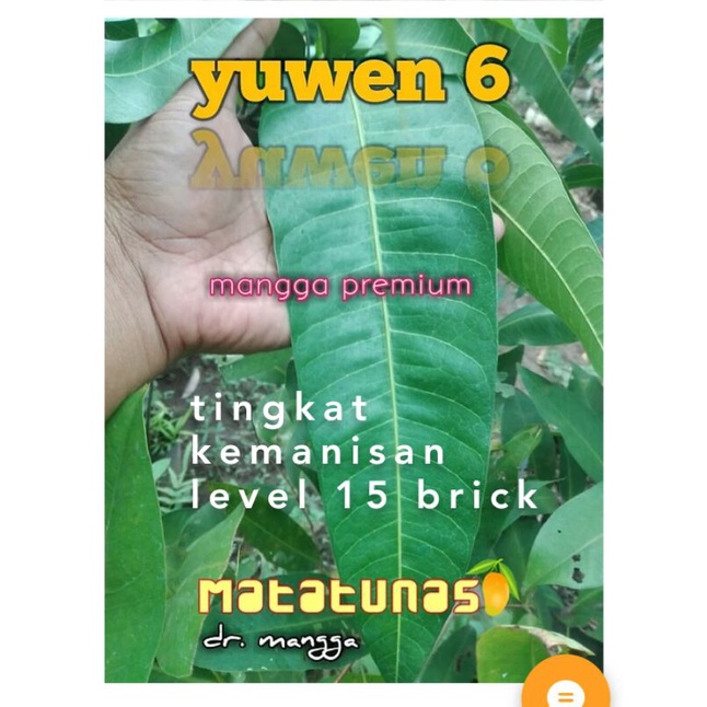 entres mangga Yuwen 6 Premium