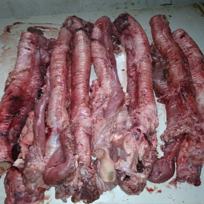 

tenggorokan/kerongkongan sapi