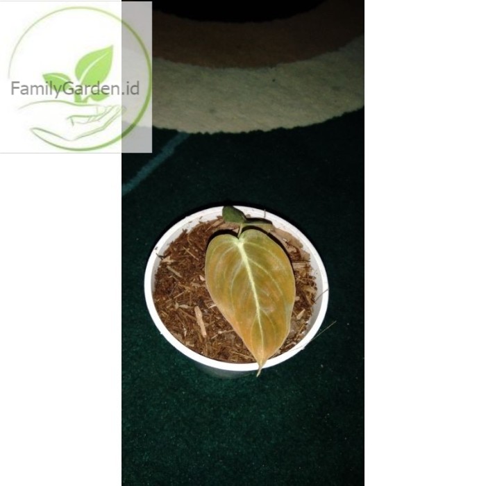 promo bonggol philodendron melanochrysum