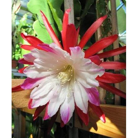 tanaman wijaya kusuma clown Bibit bunga besar Epiphyllum (Bergaransi)