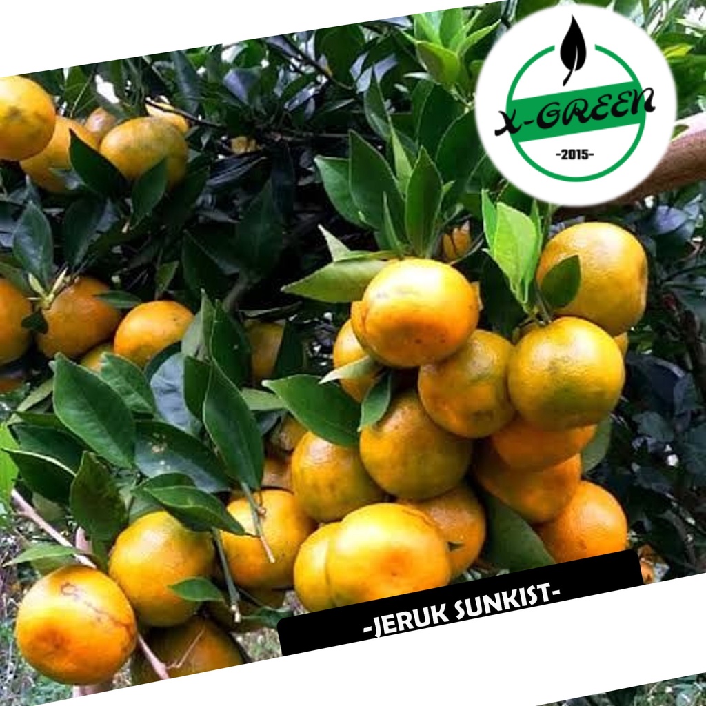 2 Tanaman Jeruk Sunkist, Siam Madu - (X-Green)