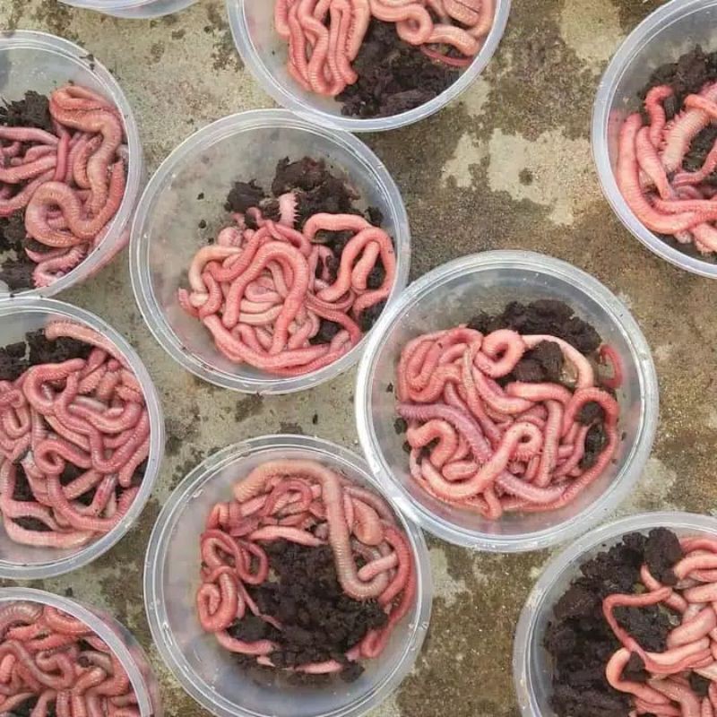 CACING NIPAH/PUMPUN GRADE A