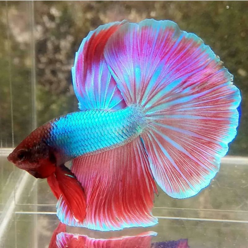 Jual ikan hias cupang halfmoon cantik murah Indonesia|Shopee Indonesia