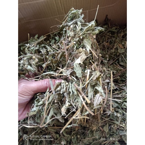 

Dried Bandotan Daun Wudusan kering