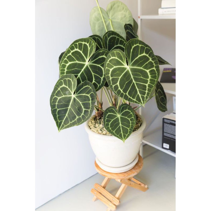 Anthurium Clarinervium Kuping Gajah Tarantula Clarinervium Hybrid crystalium