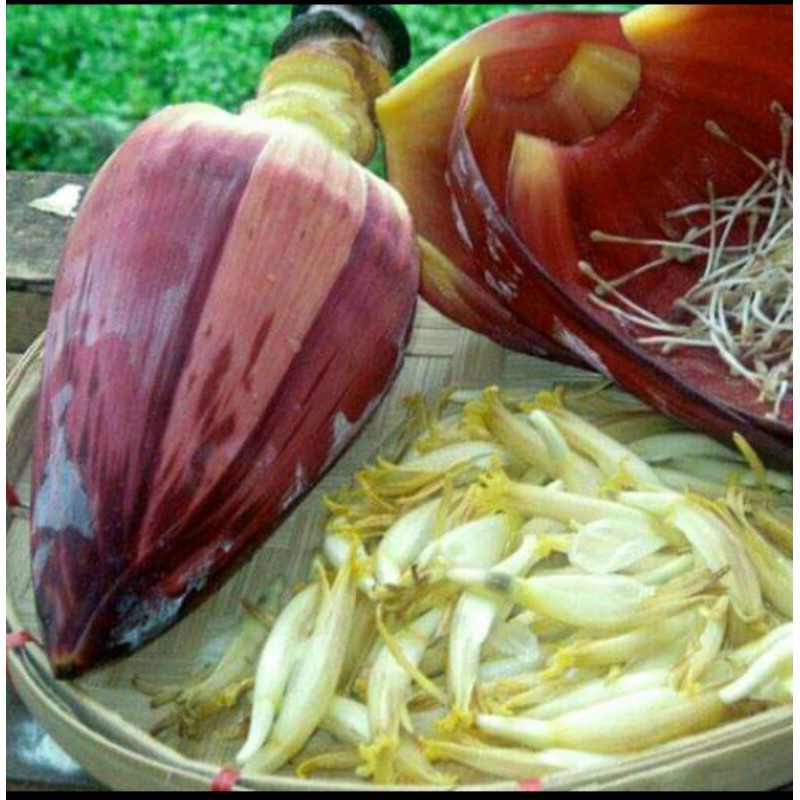 

Jantung Pisang Segar 1 KG