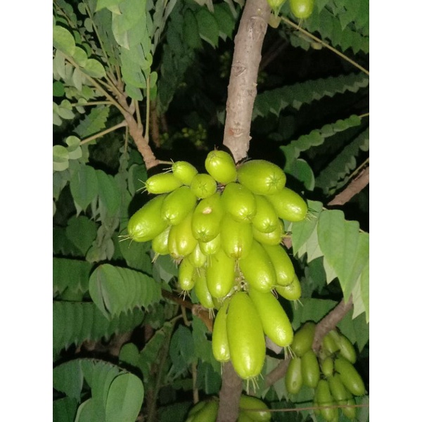 

Manisan blimbing wuluh 500 gram