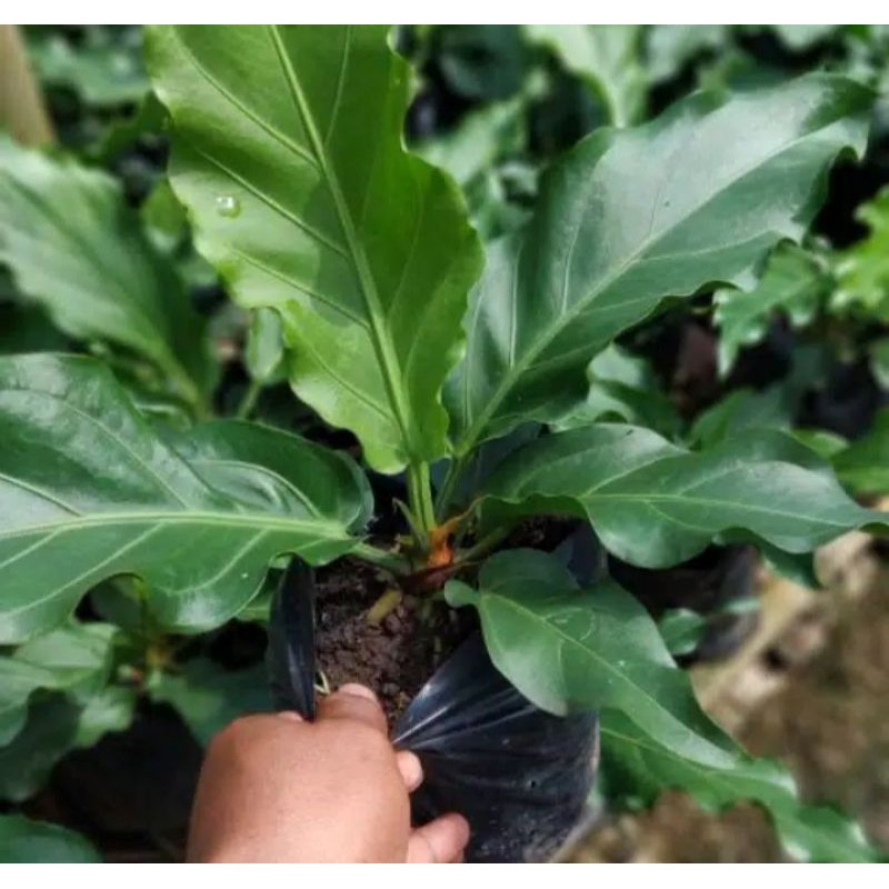 Bibit Anthorium gelombang cinta