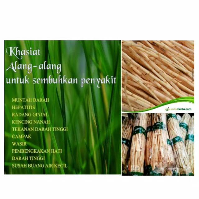 

Akar Alang alang 500gram