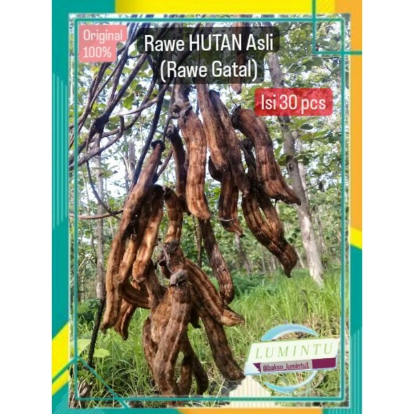 Rawe gatal , rawe hutan asli (isi 30 pcs), di ambil di hutan pedalaman , rawe herbal , original , ra