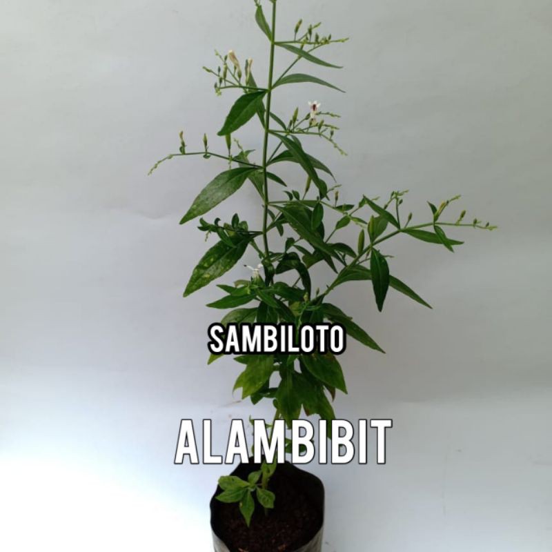 BIBIT SAMBILOTO HERBAL BANYAK MANFAAT (beli 5 gratis 1)