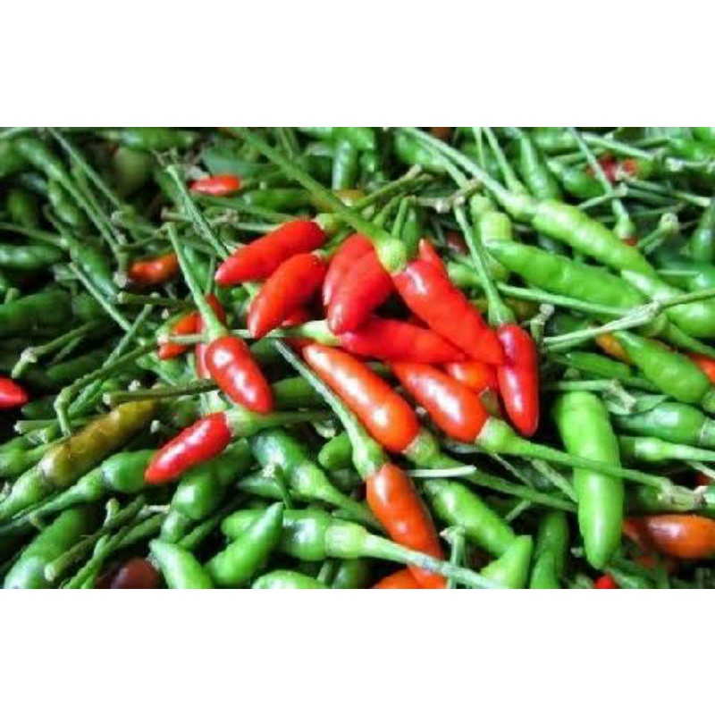 

Cabe Rawit Gunung / Cabai Rawit Lampung 250gr