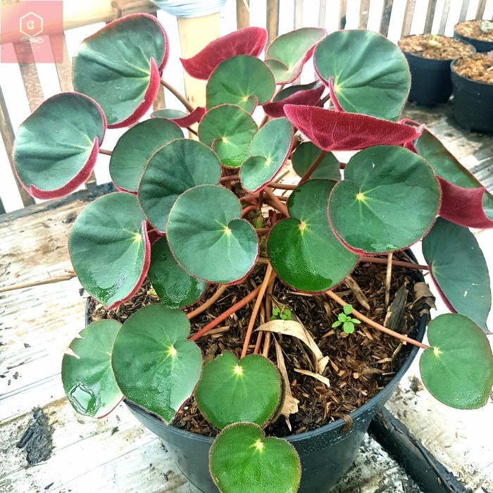 jenis bunga begonia