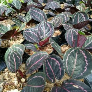  Calathea  Black  Lipstick  Tanaman Hias Shopee Indonesia